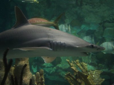Michigan’s Largest Aquarium Opens January 29th: What You Need to Know
